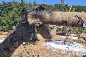 Beyaz-altinda-11-yil-sonra-hasat-heyecani-Kilosu-35-bin-liradan-satiliyor-featured