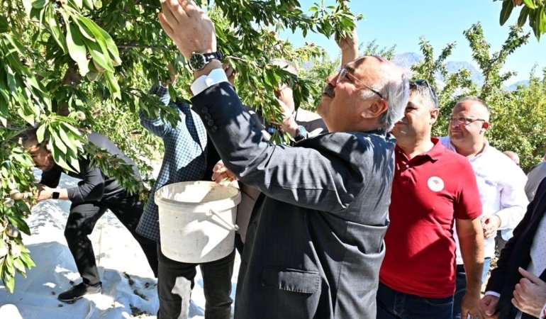 Acıpayam’da badem hasadı başladı