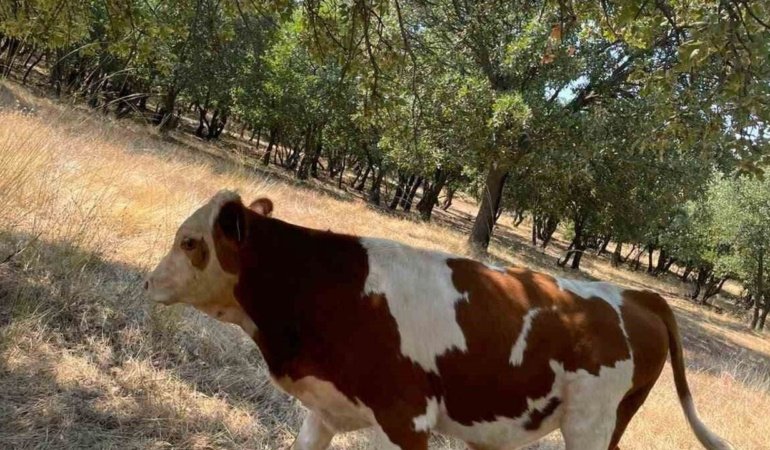 Çivril’de kaybolan iki buzağı mahalle halkını seferber etti