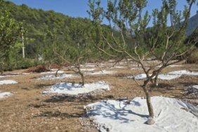 Her-agactan-sadece-1-kilo-cikiyor-kilosu-35-bin-liraya-satiliyor-featured