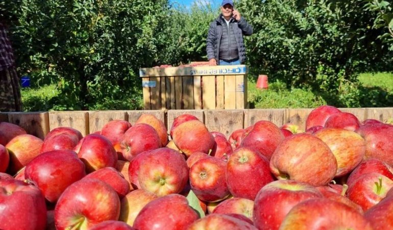 Çivril’de elma hasadı başladı