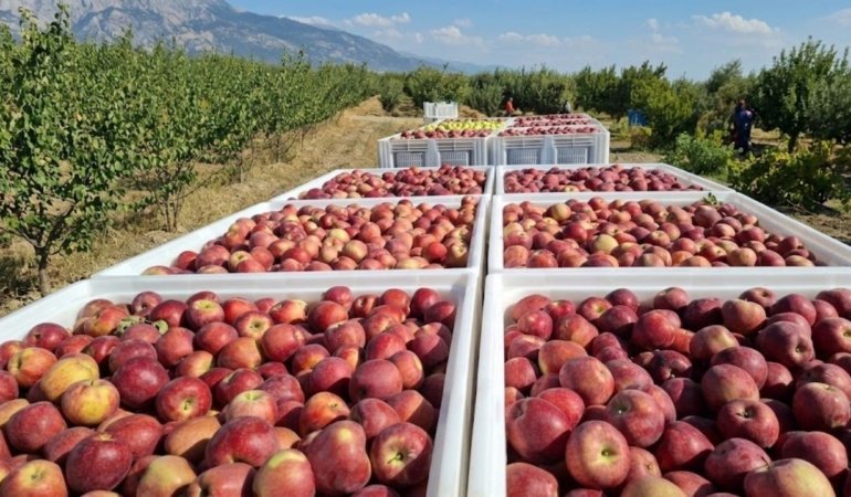Markette 140 lira, üreticiden 4 liraya alınıyor! Elma üreticisinden isyan: Devlet bunun neresinde?